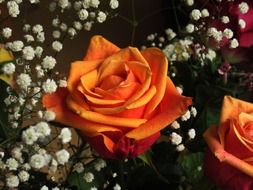 orange roses and fine white flowers