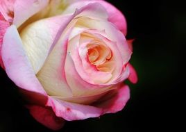 closeup picture of white and pink rose bloom