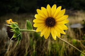 strikingly beautiful sunflower