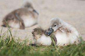 young swans