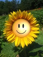 sun flower smile drawing