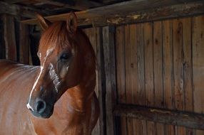 horse stall