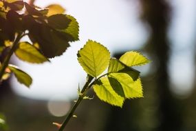 rose leaves in the sun