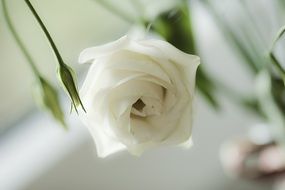 white delicate rose close up