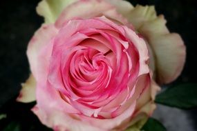 tender rose blossom