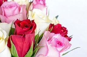 bouquet with white, pink and red roses