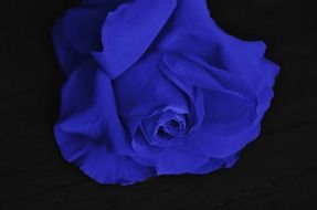 blue rose bud on black background