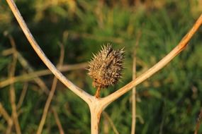 thistle head