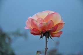 View from the bottom of the rose on the stem