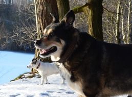 A two dogs on the lake shore