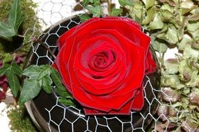symbolic decoration with a red rose