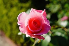 small rose blossom