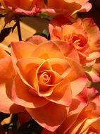 Beautiful rose flowers