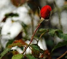 one red rose after the rain