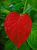 red leaf in drops of water closeup