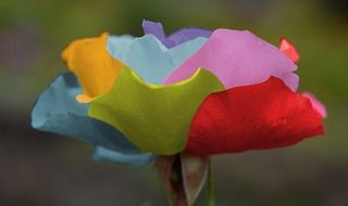 bud of colored petals