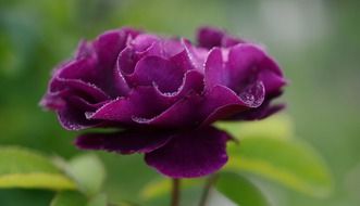 purple rose in the early morning at blurred background