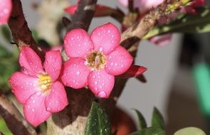 photo of pink buds of flowers