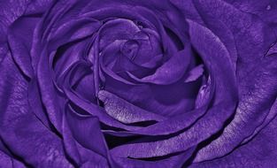 roses purple