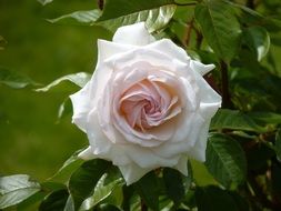 White lush rose on a bush