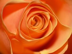 Macro photo of the orange rose