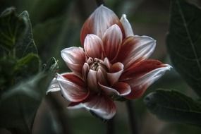 painted pastel burgundy flower