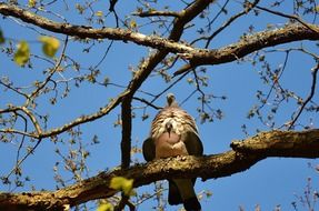 pair of pigeons on a branch against the blue sky