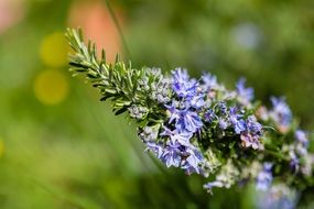 spring flower decoration