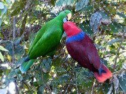 pair of colorful parrots