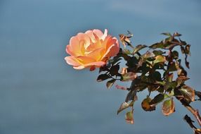 pink roses flower beauty