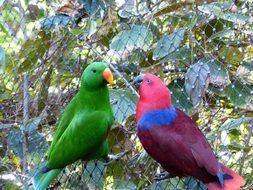 noble parrots couple