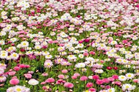 field of flowers for anniversary