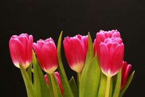 Bouquet of pink tulips on a black background