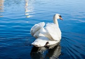 white swan on blue water