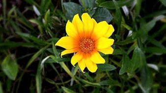 elegant yellow flower