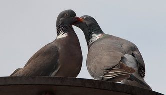 two pigeons are kissing on the roof