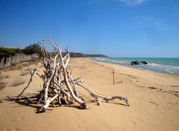 Wood on the sandy beach on the coast