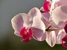 pink orchid on blurred background