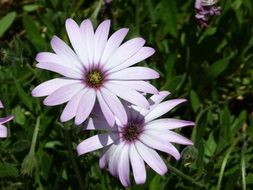 black eyed susan daisy