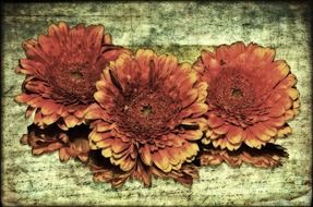 Three dry flowers at vintage background