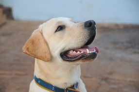 smiling dog, young labrador looking up