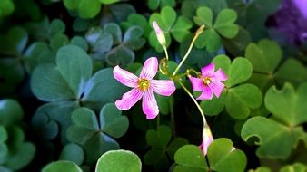 spring pink flower on shamrock background