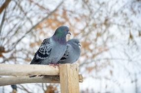 pigeons couple