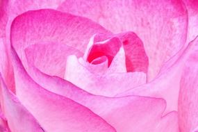 pink rose macro