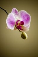 orchid bud