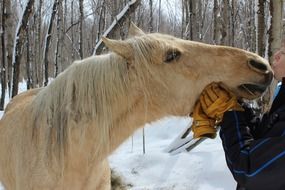 rider kissing horse in the street