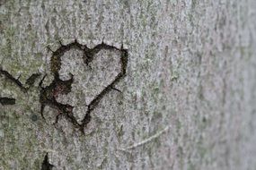 carved heart on the tree bark