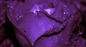 macro roses flower