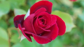 Close-up of the beautiful bud of red rose among the leaves