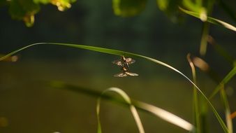 dragonfly on a blade of grass